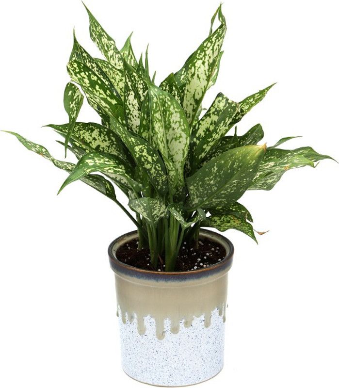 Exotic Green Aglaonema Plant  (Pack of 1)