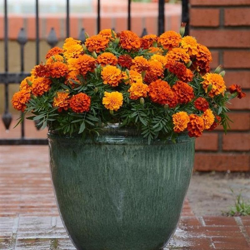 AP perceive india Marigold Plant  (Hybrid, Pack of 1)