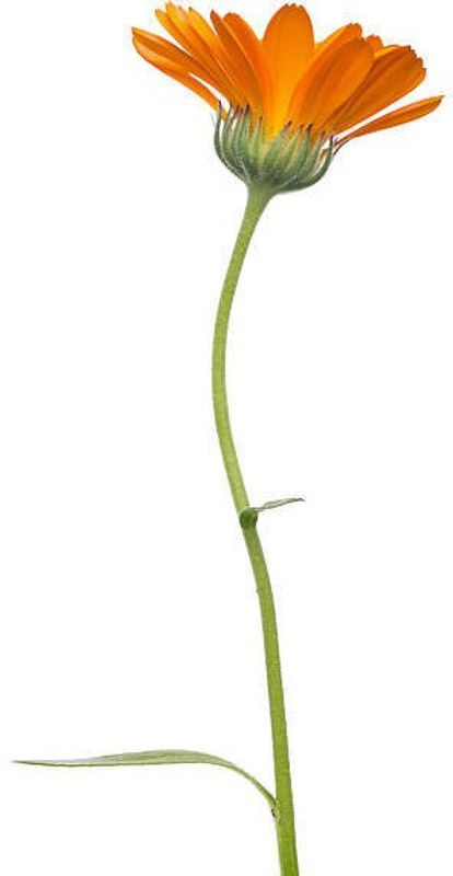 Splorias Celendula Seed  (50 per packet)