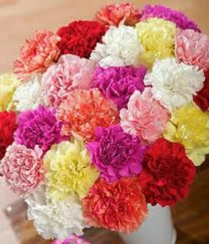 PMB Exotic carnation Seed  (27 per packet)