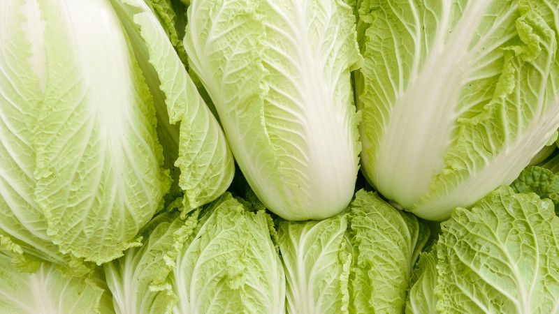 Mozette Chinese Cabbage plant Seed  (32 per packet)