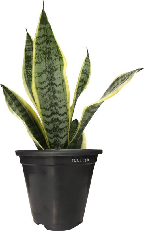 Plantzo Snake Plant  (Hybrid, Pack of 1)