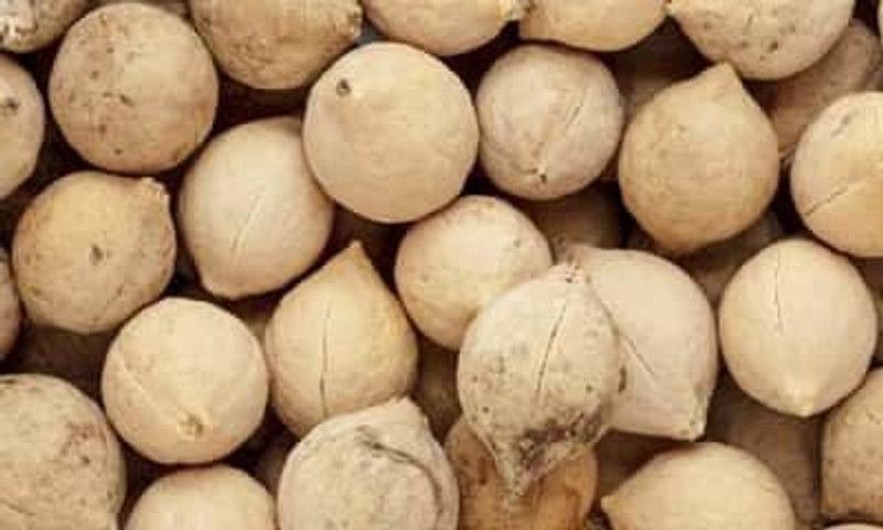 kotaliya Putrajeevak Beej Seed  (100 per packet)