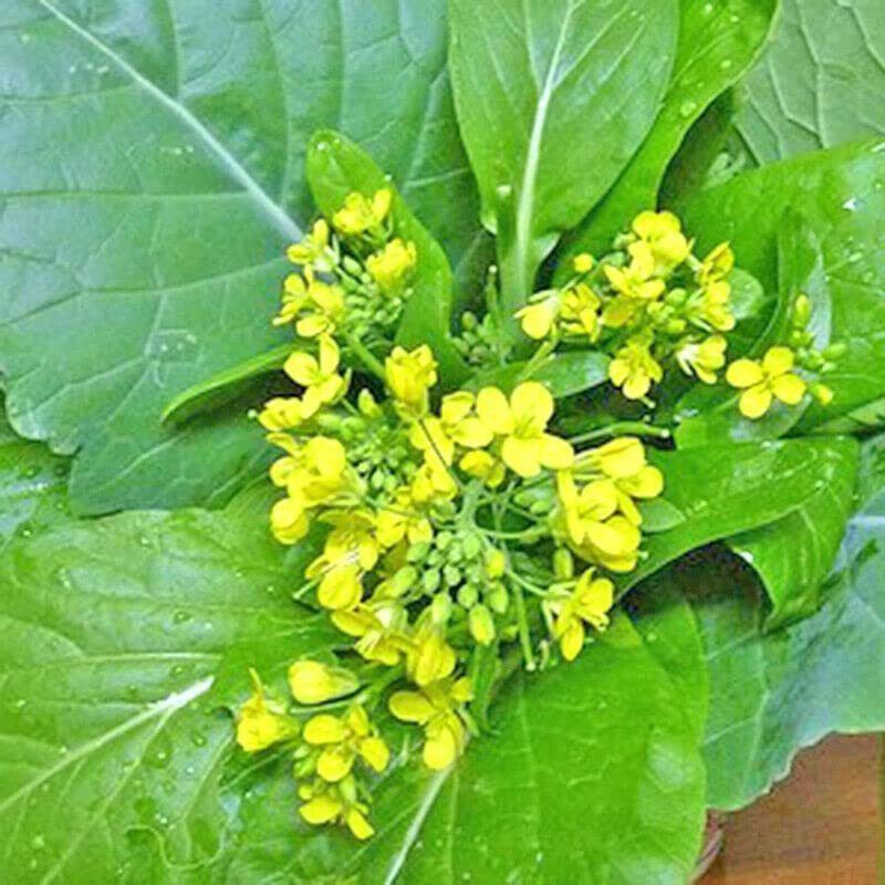 CYBEXIS PAU-62 - Mustard Yu Choy Sum - (250 Seeds) Seed  (250 per packet)
