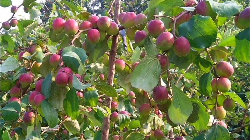 The Entacloo Ber Apple Plant  (Hybrid, Pack of 1)