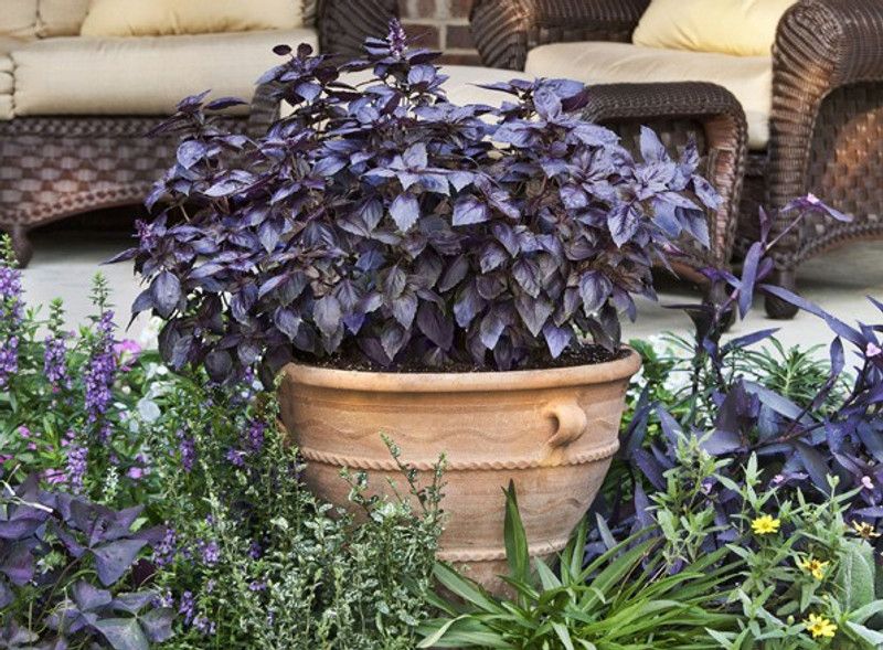 XOLDA Hybrid Basil Purple Seed  (73 per packet)