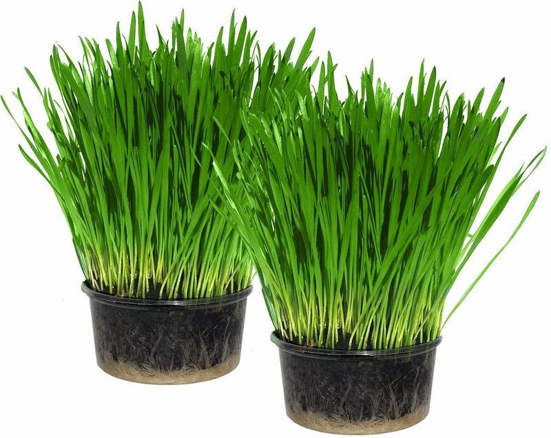 VibeX ™ VXI-39-Wheatgrass Seeds Variety For Growing Wheatgrass Seed  (75 per packet)