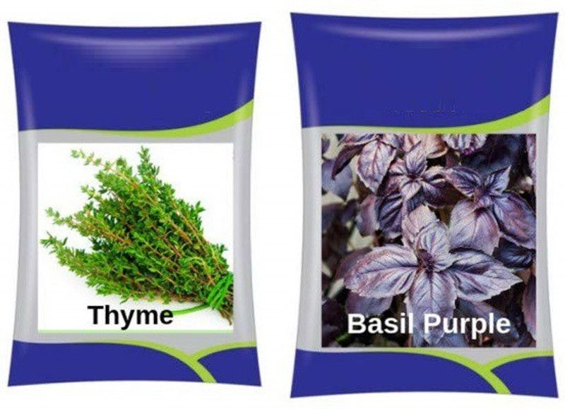 VibeX Thyme & Basil Purple Herb Combo Seed  (20 per packet)