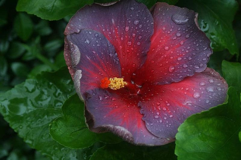 FasanGreen Hibiscus Plant  (Hybrid, Pack of 1)