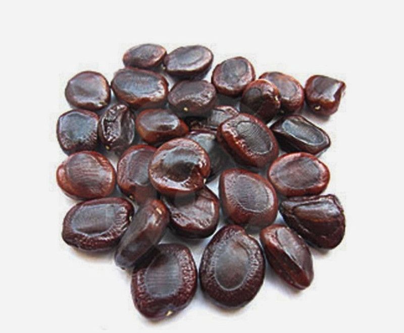 VibeX Guarenteed Germination Tamarind, imli or Tamarindus indica Tree Seed  (3 per packet)