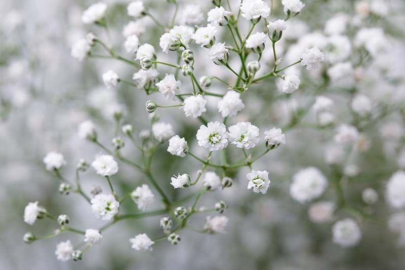 XOLDA Gypsophila flower Seed  (32 per packet)
