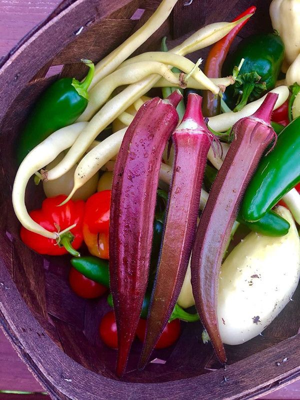 VibeX ® VXI-61 Red Ladyfinger Okra Seeds Seed  (100 per packet)