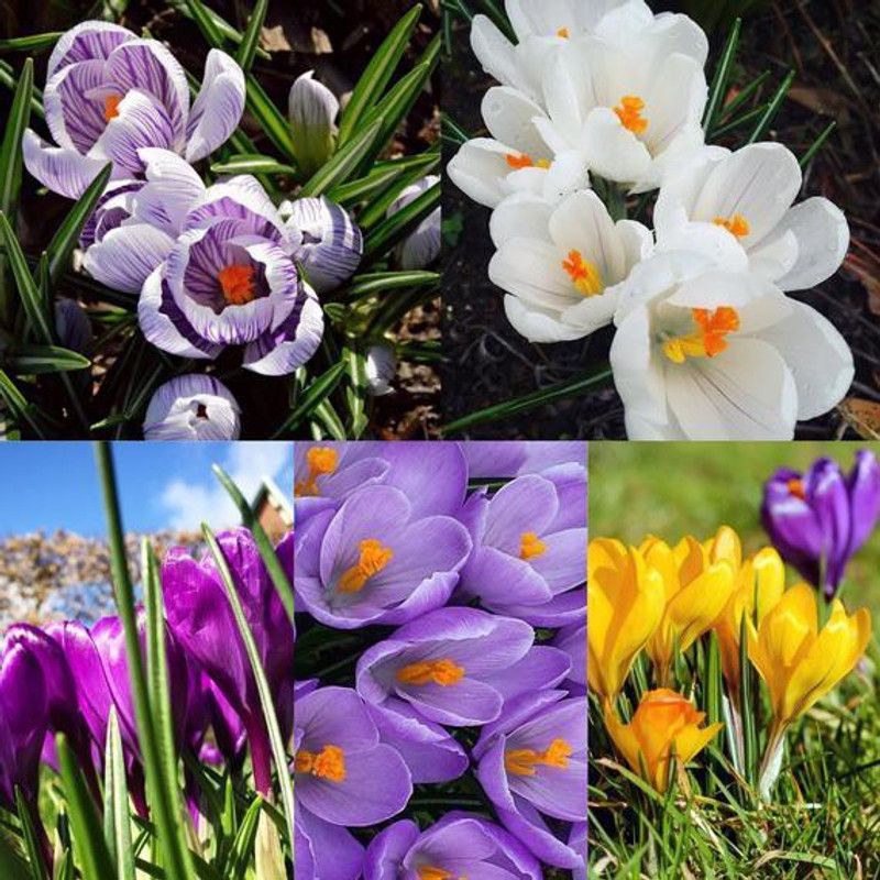 FERNSFLY® FERNSFLY® Winter Bulbs IMP. Crocus | Saffron a Grade Hybrid Quality Pot & Land Growing Bulbs (Pack of 1 The Multi Mix Crocus) Seed  (1 per packet)