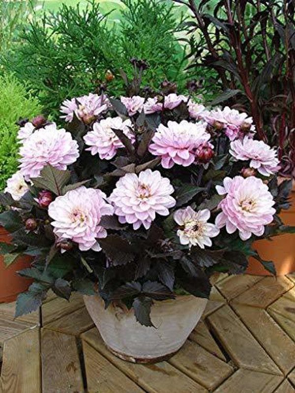KANAYA Dahlia Double Figaro Seed  (45 per packet)