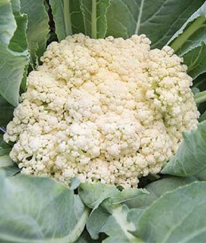 LYRS Fioretto 85 Gobi seed Seed  (30 per packet)