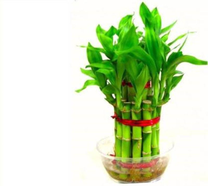 FRESH SEEDS Bambusa Seed ( 590 Seeds ) Seed  (590 per packet)