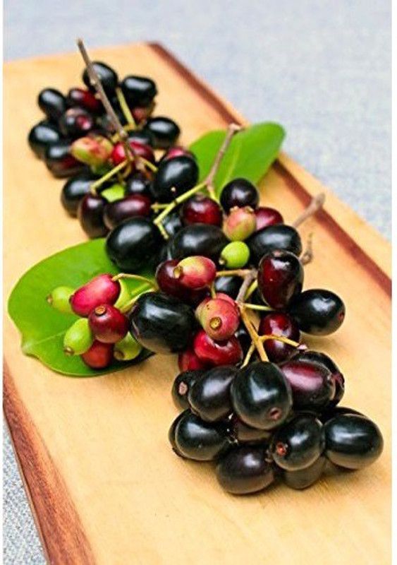 Qualtivate Fast Grow Jamun Fruit Plant Seed Seed  (20 per packet)