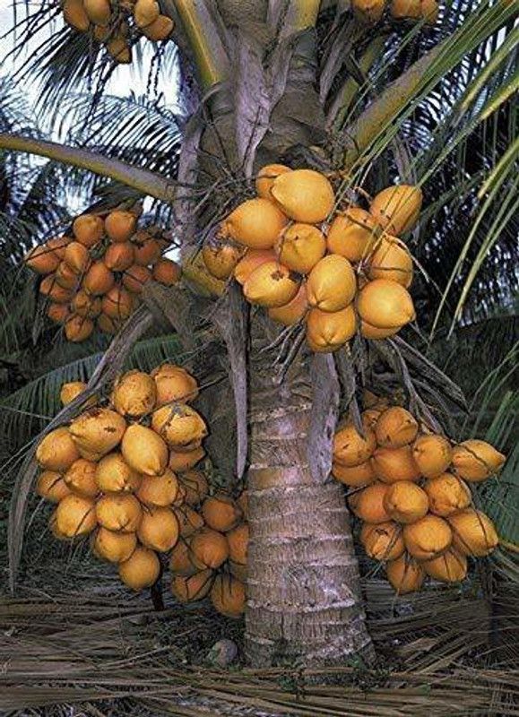 Platon Coconut Plant  (Hybrid, Pack of 1)