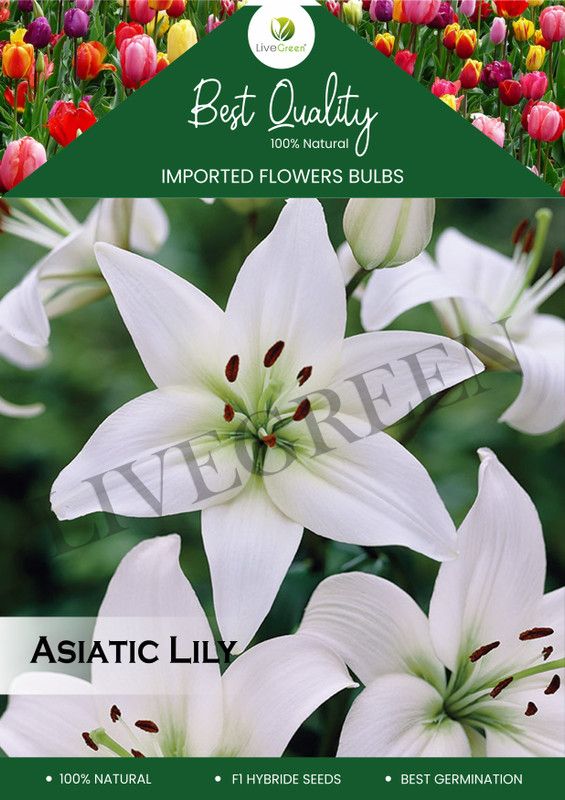 LIVE GREEN Asiatic Lily White Imported and Hybrid Flower Bulbs - Pack of 10 Bulbs Seed  (10 per packet)