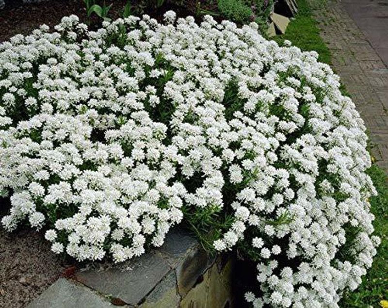CYBEXIS Candytuft Flower F1 Hybrid Seeds Seed  (50 per packet)
