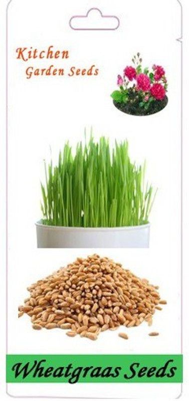WILLVINE Cat Med Grass Seeds - Wheatgrass Microgreens Seeds Indoor Seed  (2000 per packet)