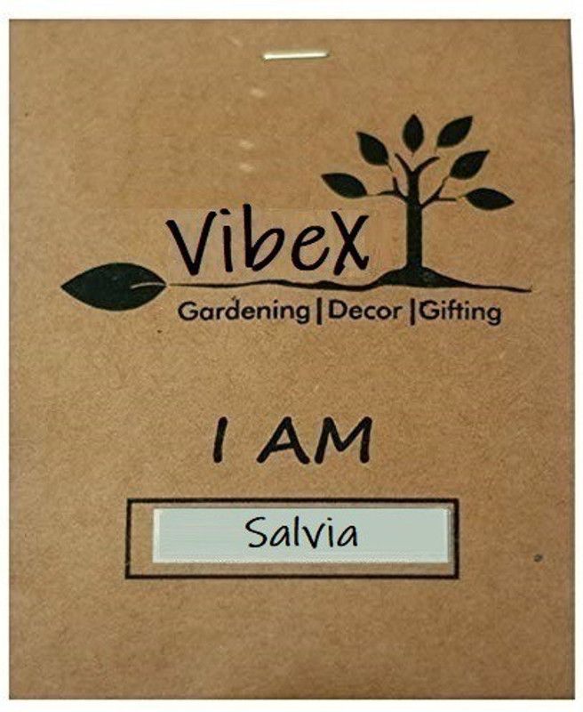 CYBEXIS Salvia Mixed Flower Seeds Kitchen Garden Packet Seed  (1 g)