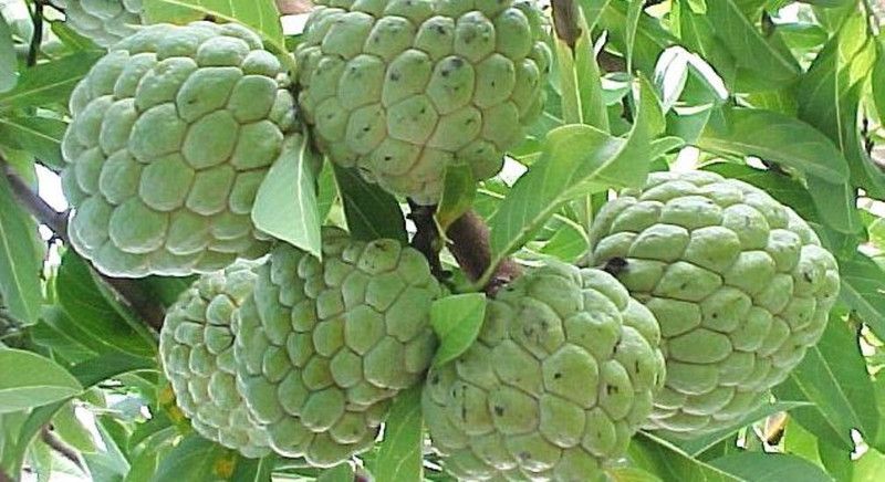 Plantzoin Custard Apple Plant  (Pack of 1)