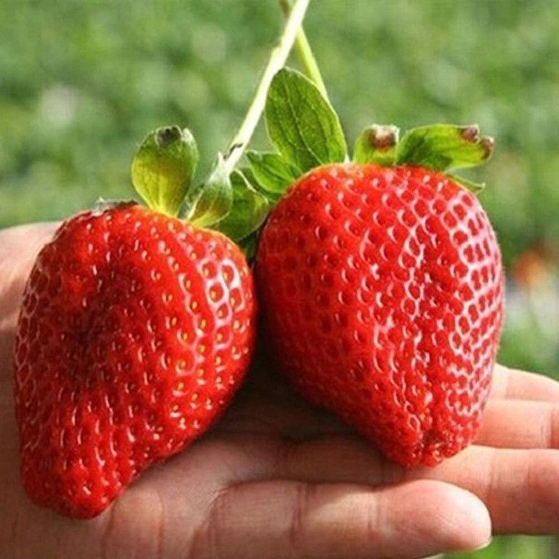 CYBEXIS Organic Strawberry Kiwi Seeds Sweet Fruit-50 Seeds Seed  (50 per packet)