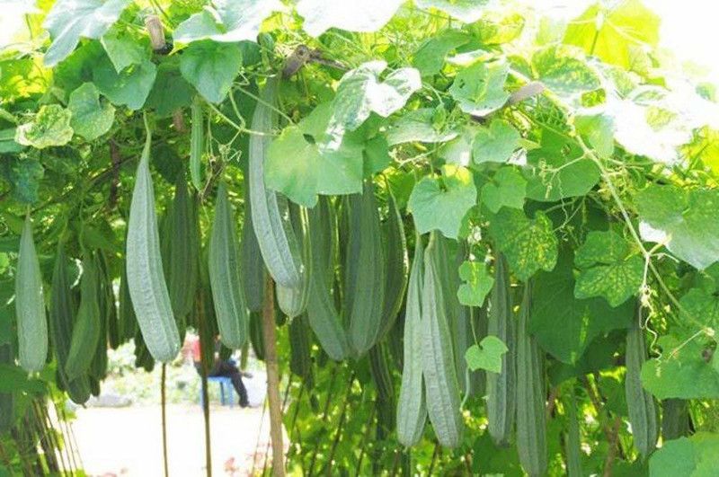 KANAYA Dhari Tori (Ridge Gourd) Hybrid Vegetable Seed  (80 per packet)