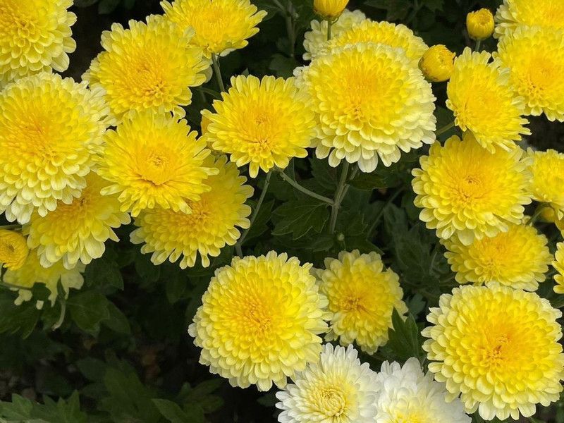 Nodoc Chrysanthemum flower Seed  (39 per packet)