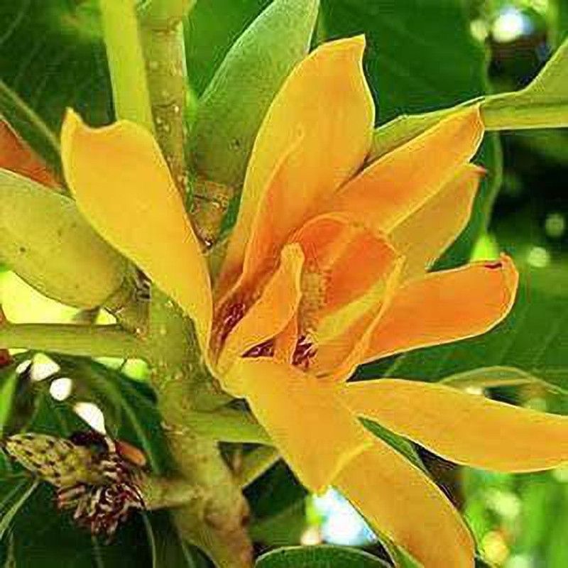 Rani Eanterprise Plumeria Plant  (Hybrid, Pack of 1)