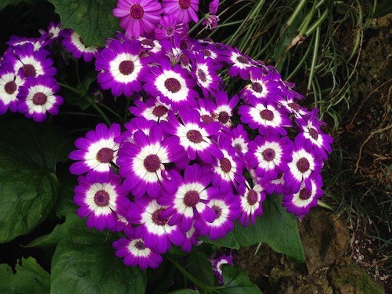 XOLDA Cineraria Seed  (44 per packet)