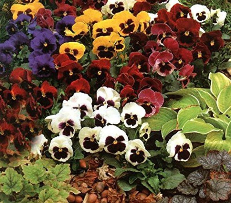 CYBEXIS Garden Pansy Giant Series Seeds Italian Breed Seed  (50 per packet)