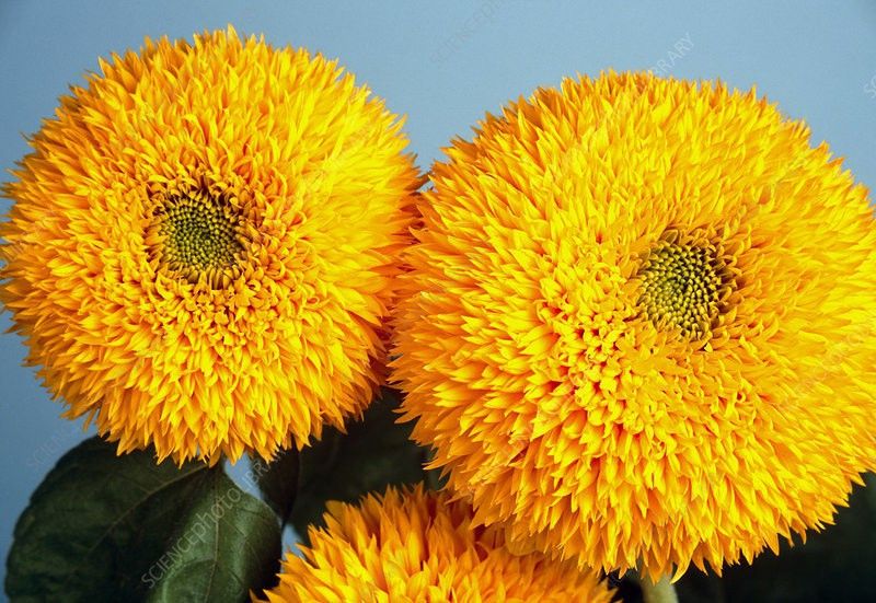 XOLDA Sunflower Teddy Bear Seed  (35 per packet)