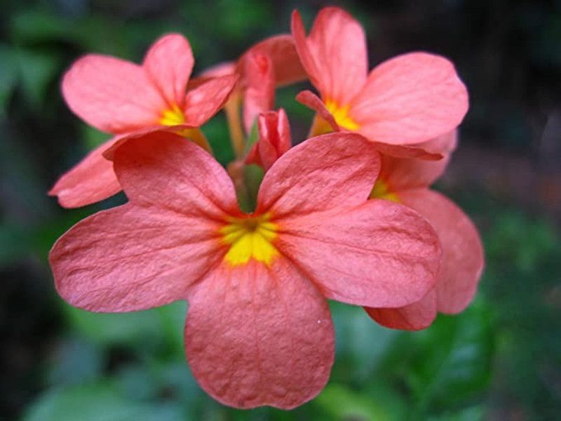 Aro Crossandra, Firecraker Flower Seed  (15 per packet)