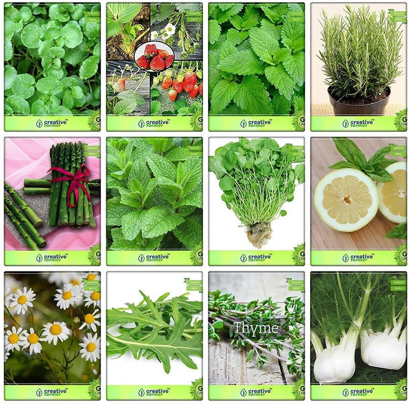 VibeX ™ XLL-265- Herb Seeds for Home Garden Combo Pack Seed  (100 per packet)