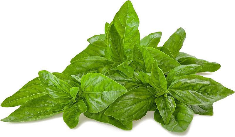 VibeX ® VLR-77 Sweet Basil Genovese Seed  (1000 per packet)