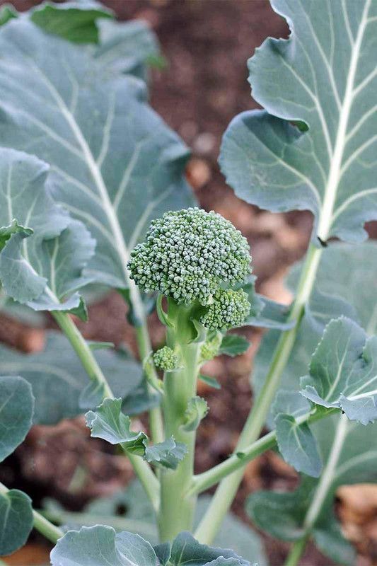 Qualtivate FARM Hybrid Broccoli Seed Seed  (175 per packet)