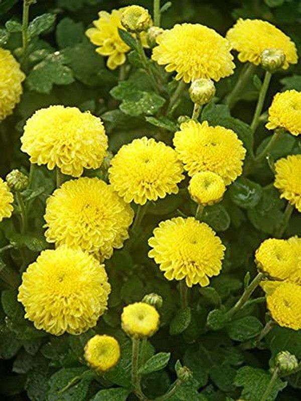 KANAYA Chrysanthemum Seed  (40 per packet)