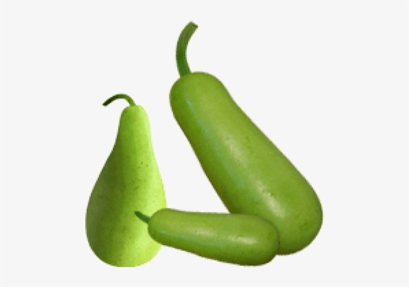 UGRA Bottle Gourad Seeds Seed  (150 per packet)