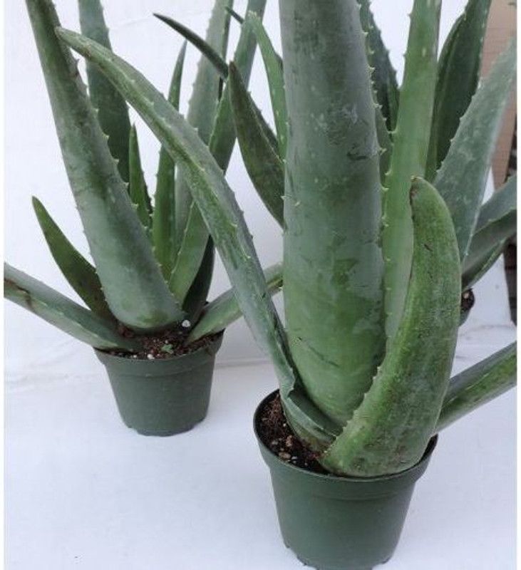 Artful Creature Aloe Vera Plant  (Hybrid, Pack of 1)