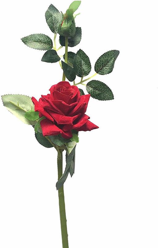 Ayansh Plants Red Rose Flower Seeds (Pack of 10) Seed  (1 per packet)