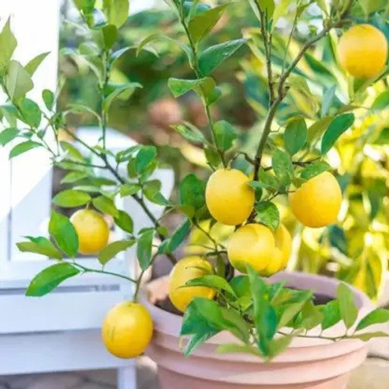 Augadh Lemon Plant  (Hybrid, Pack of 1)