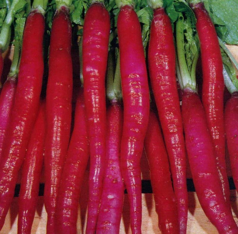 Mozette Red radish Seed  (20 per packet)