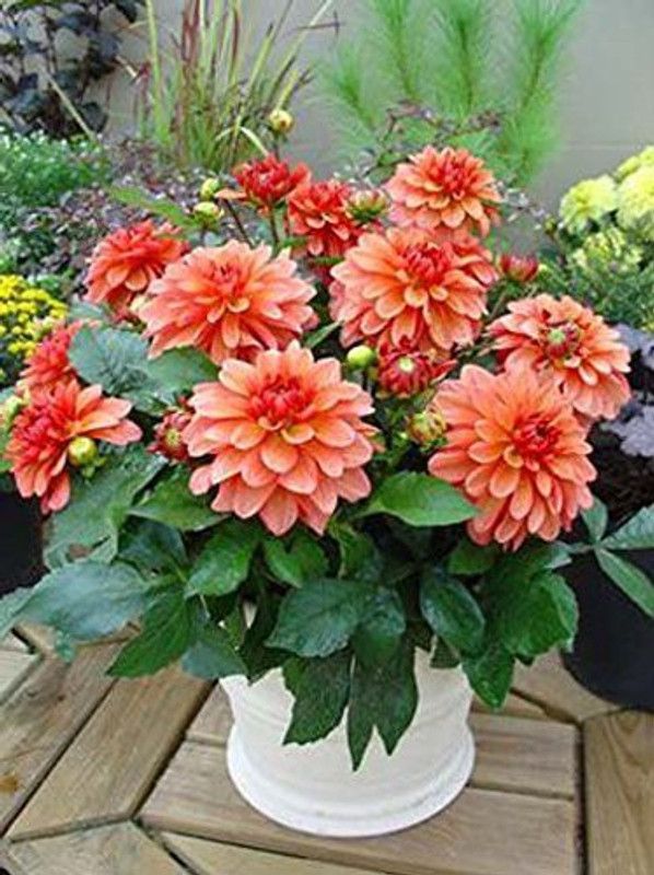 KANAYA Dahlia, Dahlia Pinnata Flower Seed Seed  (95 per packet)