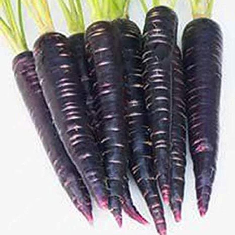 XOLDA Carrot Black Seed  (42 per packet)