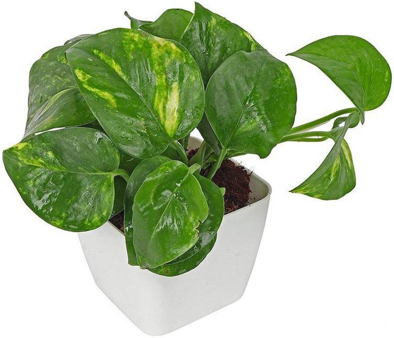 PlantaZee Air Purifier Money Plant in 4" White Plastic Pot Seed  (11 per packet)