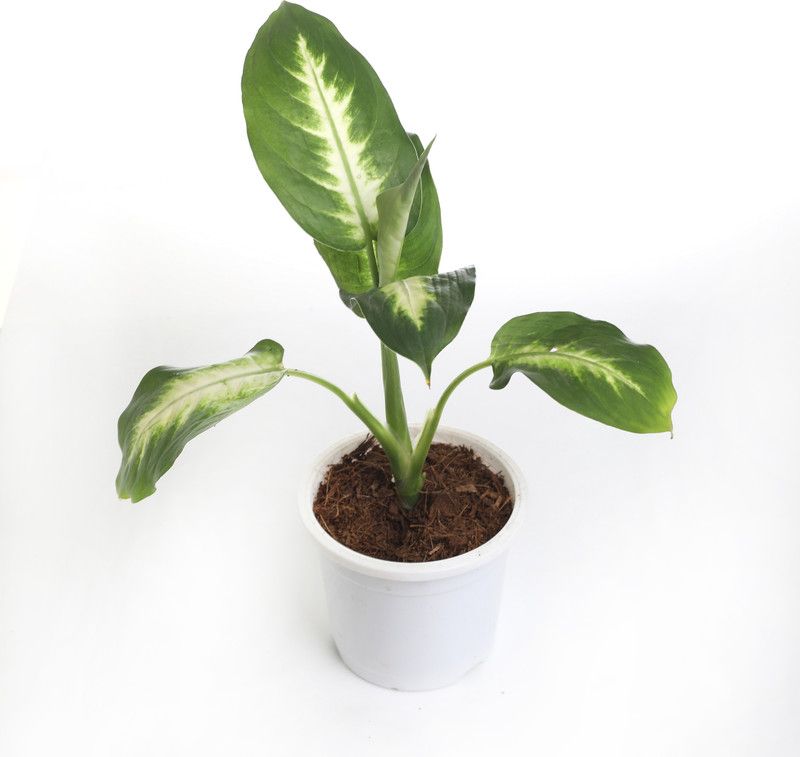 Indian Flora Dieffenbachia Plant  (Pack of 1)