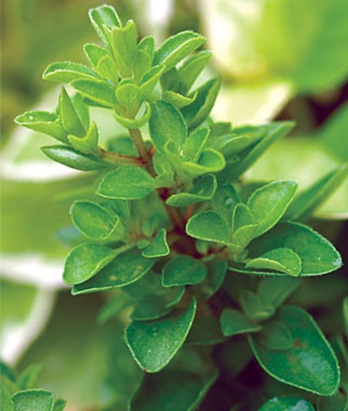 Mozette Marjoram Plant Seed  (31 per packet)