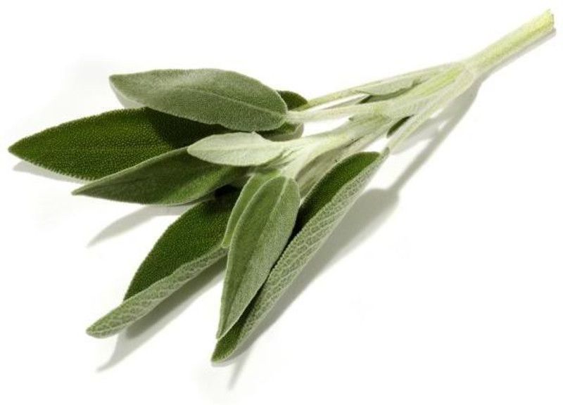 Nodoc Sage Leaves Seed  (29 per packet)